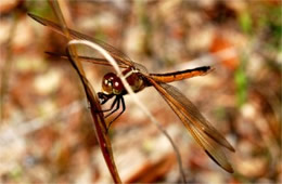 Libellula auripennis - Golden-winged Skimmer Dragonfly