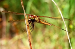 Libellula auripennis - Golden-winged Skimmer Dragonfly