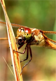 Libellula auripennis - Golden-winged Skimmer Dragonfly