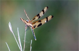 Celithemis eponina - Halloween Pennant Dragonfly