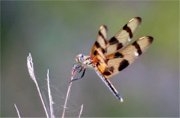 Celithemis eponina - Halloween Pennant Dragonfly