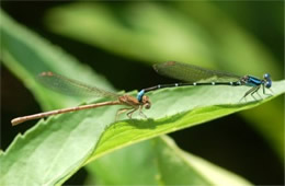 Zygoptera - Male Damselfly Clasping Female