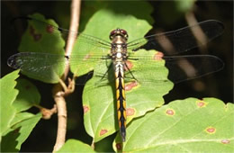 Libellula incesta - Slaty Skimmer