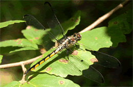 Libellula incesta - Slaty Skimmer