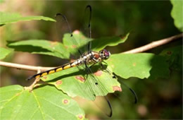 Libellula incesta - Slaty Skimmer