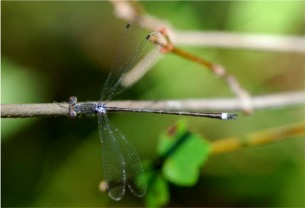 damselfly