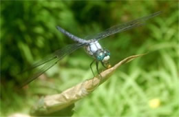 White Faced Dragonfly