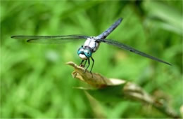 White Faced Dragonfly