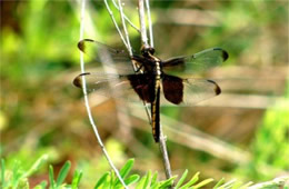 Libellula luctuosa - Widow Skimmer Dragonfly