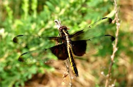 Libellula luctuosa - Widow Skimmer Dragonfly