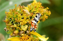 Aidemona azteca - Aztec Spur-throat Grasshopper