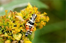 Aidemona azteca - Aztec Spur-throat Grasshopper