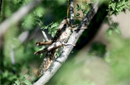 Desert Grasshopper