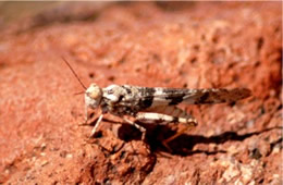 Desert Grasshopper