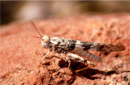 Desert Grasshopper