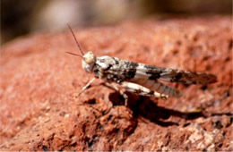 Desert Grasshopper