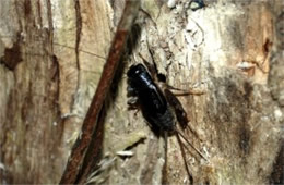 Gryllus pennsylvanicus - Fall Field Cricket