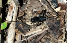 Gryllus pennsylvanicus - Fall Field Cricket