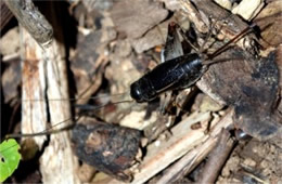 Gryllus pennsylvanicus - Fall Field Cricket