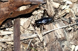 Gryllus pennsylvanicus - Fall Field Cricket