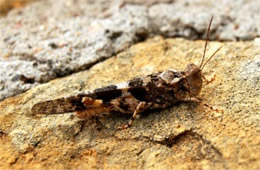 Desert Grasshopper