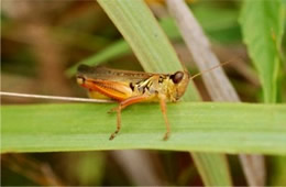 grasshopper