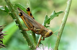 Grasshopper