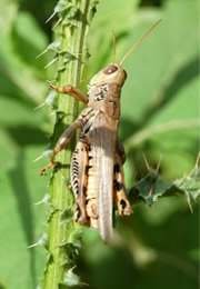 Grasshopper