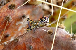 Dactylotum bicolor - Pictured Grasshopper