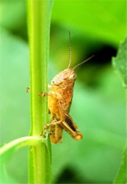 Grasshopper