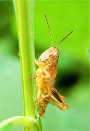 Grasshopper