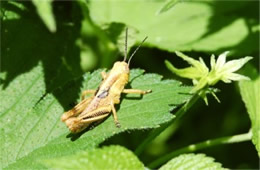 grasshopper