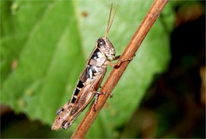 Grasshopper