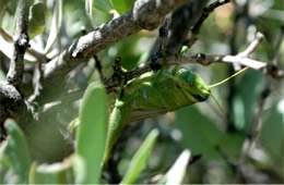 Schistocerca shoshone - Green Bird Grasshopper