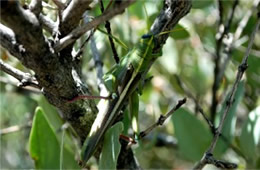 Schistocerca shoshone - Green Bird Grasshopper