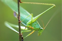 Tettigoniidae - Katydid