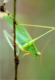 Tettigoniidae - Katydid