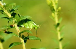 Tettigoniidae - Katydid