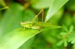 Tettigoniidae - Katydid