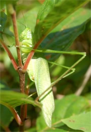 Tettigoniidae - Katydid