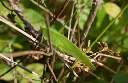 Tettigoniidae - Katydid