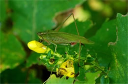 Tettigoniidae - Katydid