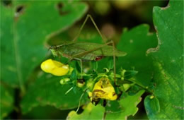 Tettigoniidae - Katydid