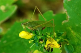 Tettigoniidae - Katydid