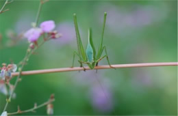 Tettigoniidae - Katydid