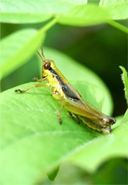 Chorthippus curtipennis - Marsh Meadow Grasshopper