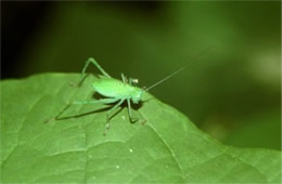 grasshopper nymph