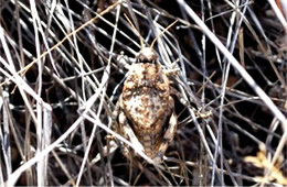 Phrynotettix robustus - Robust Toad Lubber Grasshopper