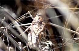 Phrynotettix robustus - Robust Toad Lubber Grasshopper