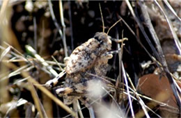 Phrynotettix robustus - Robust Toad Lubber Grasshopper